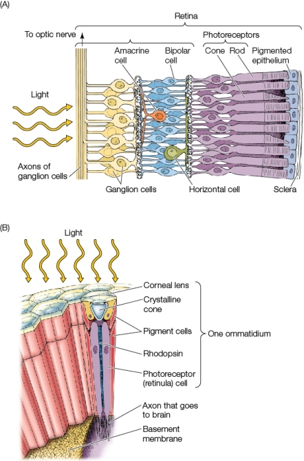 Refer to the diagrams below.The top diagram shows a section through the cell layers of the human retina.The bottom diagram shows a section of a single ommatidium from an insect eye.Explain one way in which these two structures are similar and one way in which they are different.  