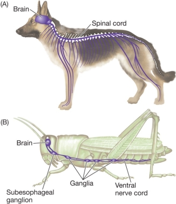 Refer to the diagrams below.What is one possible reason for the presence of ganglia in the insect's nervous system,but not in the dog's?  