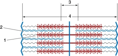 Refer to the diagram of a sarcomere below.Which statement based on the diagram is true?   A)  The structure 1 consists of two chains made of monomers. B)  The structure 1 shortens in length as contraction occurs. C)  The structure 2 has a head that hydrolyzes ATP. D)  The zone labeled 3 shortens in length as contraction occurs. E)  The unit labeled 4 maintains a constant length as contraction occurs.