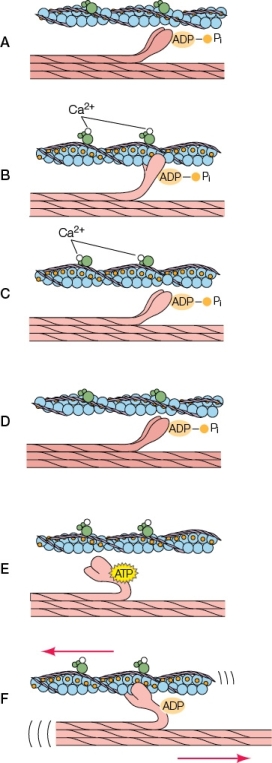 Refer to the diagram below.Based on the diagram,which sequence represents the stages of muscle contraction in the correct order?   A)  A,B,C,D,E,F B)  A,F,E,D,C,B C)  A,C,D,E,F,B D)  A,C,B,F,E,D E)  A,D,C,B,F,E
