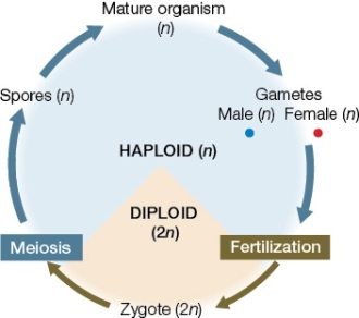 Use the following to answer questions : Refer to the diagram below showing a life cycle.   -The observation that chloroplasts of this organism have phycoerythrin and phycocyanin would lead to the hypothesis that it is related to the A)  coleochaetophytes. B)  red algae. C)  glaucophytes. D)  bryophytes. E)  cyanobacteria.