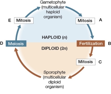 Use the following to answer questions : Refer to the diagram below showing the alternation of generation that occurs in the life cycle of a land plant.   -At which step are gametes being formed? A)  A B)  B C)  C D)  D E)  E