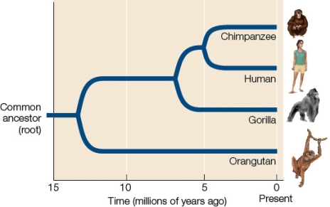 Use the following to answer questions : Refer to the figure below.   -About when did the common ancestor of humans,chimpanzees,gorillas,and orangutans last exist? A)  5 million years ago B)  7.5 million years ago C)  10 million years ago D)  12.5 million years ago E)  20 million years ago