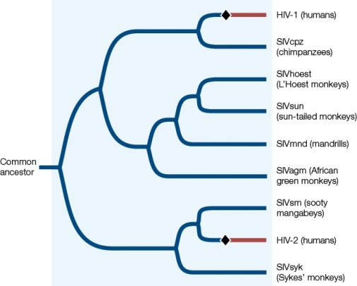 The figure below shows a phylogenetic tree of immunodeficiency viruses.Suppose biologists had all of the information shown but did not have samples from sooty mangabeys.Under these conditions,what would you infer as the most likely source of HIV-2?   A)  Chimpanzees B)  Sykes' monkeys C)  African green monkeys D)  Sun-tailed monkeys E)  Mandrills