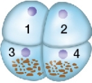 Refer to the figure below showing the distribution of cytoplasmic determinants within an embryo undergoing cleavage.If the cells are separated from one another,which cell or combination of cells will most likely to be able to form a complete but smaller than normal embryo?   A)  Cell 1 B)  Cell 3 C)  Cells 1 and 2 combined D)  Cells 3 and 4 combined E)  Cells 1 and 3 combined