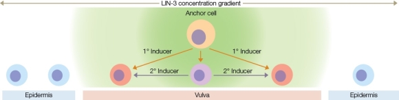 Refer to the diagram showing the sequence of inductions in the embryonic development of the nematode Caenorhabditis elegans.According to the diagram,you could most likely convert a cell that was supposed to be a secondary vulval precursor cell into an epidermal cell by   A)  adding primary inducer. B)  reducing the amount of primary inducer. C)  adding secondary inducer. D)  reducing the amount of secondary inducer. E)  adding a second anchor cell.
