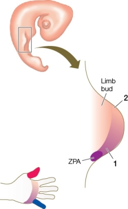 Use the following to answer questions : Refer to the figure below showing a stage in limb development in a human embryo.   -The substance secreted by the ZPA is _______ and the concentration of this is lowest at the region labeled _______. A)  the protein Sonic hedgehog;2 B)  the Shh gene;2 C)  the transcription factor that turns on the Shh gene;1 D)  the ZPA1 protein;2 E)  the protein product of the zone of polarizing activity;1
