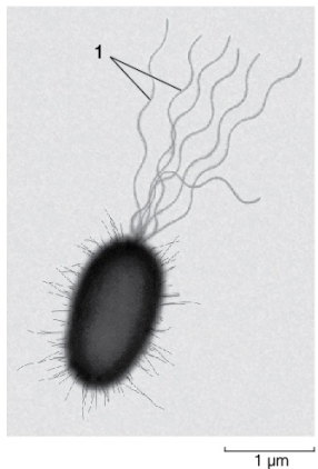 Use the following to answer questions : Refer to the figure below.   -If you could observe the living organism shown in the figure above,you would see that it can use the structures labeled 1 to A)  swim in a cork-screw-like motion. B)  grab prey. C)  guide itself through air. D)  sense the presence of predators. E)  move forward due to the structures' whipping motions.