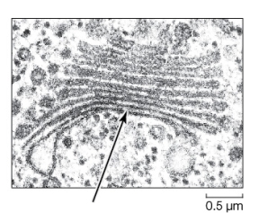 Use the following to answer questions : Refer to the figure below.   -The electron micrograph shows a portion of a cell.This cell could have come from A)  a bacterium,but not a protist. B)  an archaeon,but not a bacterium. C)  a plant,but not an animal. D)  a plant or animal,but not a bacterium. E)  an animal,but not a plant.