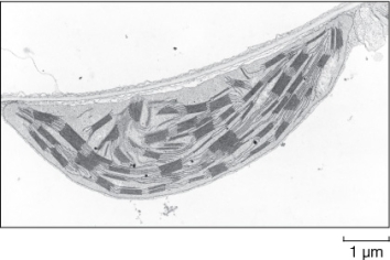 Use the following to answer questions : Refer to the figure below.   -The figure above shows an electron micrograph of a _______,and is most likely from a cell found in _______. A)  nucleoid;a bacterium or member of the Archaea B)  Golgi apparatus;a plant or animal C)  mitochondrion;a bacterium D)  mitochondrion;an animal E)  chloroplast;a plant