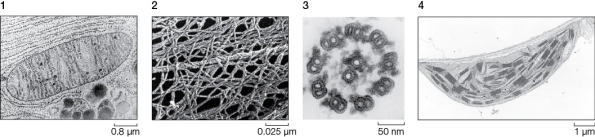 Use the following to answer questions : Refer to the figure below.   -If you were able to attach a molecular tag to tubulin,and then visualize where that tag ended up in a cell,you would most likely be able to see tagged tubulin in which of the structures shown in the figure above? A)  1 and 2 only B)  2 and 3 only C)  3 and 4 only D)  1,2,and 3 E)  2,3,and 4