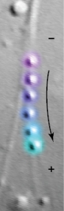 Refer to the figure below showing a time-lapse series of vesicles being moved along a cytoskeletal structure in the direction of the arrow.The minus (‒) and plus (+) ends of the cytoskeletal structure are indicated.The most likely explanation for the movement of the vesicles is that they are being moved along a(n) _______ by _______.   A)  intermediate filament such as a hair;the flowing movement of the cytoplasm B)  microfilament;cytoplasmic streaming C)  actin microfilament;a motor protein such as myosin D)  microtubule;a motor protein such as kinesin E)  microtubule;a motor protein such as dynein