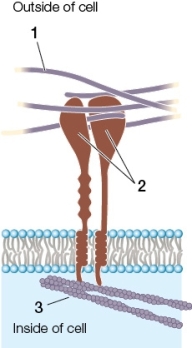 The figure below shows structures found in a(n) _______.The structures labeled 1,2 and 3 represent _______,_______ and _______,in that order.   A)  animal;extracellular fibers;integrin;actin B)  animal;extracellular fibers;kinesin;microfilaments C)  plant;cellulose;plasmodesmata;ribosomes D)  plant;polysaccharides;cross-linked proteins;peroxisomes E)  bacterium;the peptidoglycan layer;linker-proteins;the cytoskeleton