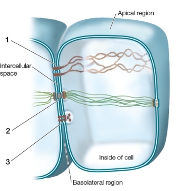 The figure below shows a cell that could have been taken from a _______;the structures labeled 1,2 and 3,are _______,_______ and _______,in that order.   A)  potato;leucoplasts;microfilaments;plasmodesmata B)  bacterium;endoplasmic reticulum;flagella;peptidoglycan C)  human lung;gap junction;desmosome;tight junction D)  tree leaf;endoplasmic reticulum;desmosome;plasmodesmata E)  human epithelium;tight junction;desmosome;gap junction