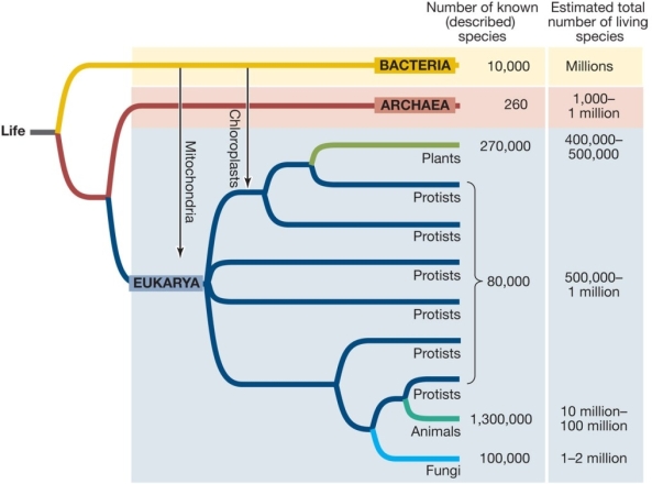 Use the following to answer questions : Refer to the figure below showing a tree of life.   -If the estimates on the figure are accurate,then you can conclude that A)  more animal species exist than species of plants or fungi. B)  most Archaea species have been described. C)  more species of fungi exist than species of animals. D)  fewer species remain to be described than have already been described. E)  there are more species of protists than any other group.