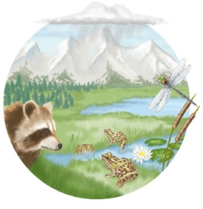 Use the following to answer questions : Refer to the figure below.   -In the image above,what is the largest (highest) level of biological organization that is visible? A)  Community B)  Organism C)  Landscape D)  Biosphere E)  Population