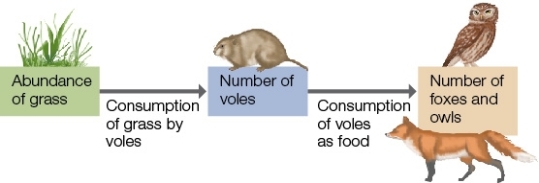 Refer to the figure below showing a community containing voles,grass,owls,and foxes.In this community,interactions determine the number of voles.What would initially happen to this community if foxes were removed?   A)  The number of owls would diminish. B)  The number of voles would diminish. C)  The abundance of grass would increase. D)  The community would collapse. E)  The number of voles would increase.