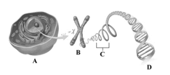 This drawing depicts some of the key structures involved in the biological basis of heredity. After studying the image, identify the letter that labels deoxyribonucleic acid (DNA) .   A)  A B)  B C)  C D)  D
