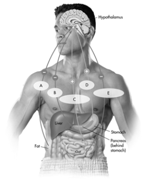 This image depicts the interaction of some of the key hormones and neurotransmitters that regulate hunger, including where they are manufactured in the body, and whether they increase (+)  or decrease (-)  hunger. Which letter indicates the hormone ghrelin?   A)  A B)  B C)  C D)  D E)  E