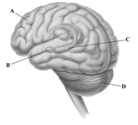 The leader lines point to some of the key brain structures involved in memory. Identify the letter that corresponds to the brain area involved in motor skill memories and simple classically conditioned reflexes, such as the eye-blink reflex.   A)  prefrontal cortex B)  amygdala C)  hippocampus D)  cerebellum