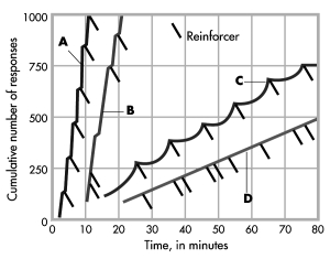 The different schedules of reinforcement produce different patterns of responding. In the graph shown, the fixed-interval schedule of reinforcement is reflected in which pattern of responding?   A)  A B)  B C)  C D)  D