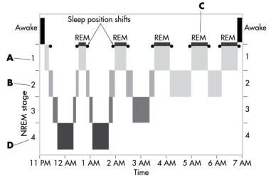 This image depicts the sleep cycles over the course of a typical night. In which stage do delta brain waves exceed 50 percent of total brain activity?   A)  stage 1 NREM B)  stage 2 NREM C)  REM sleep D)  stage 4 NREM