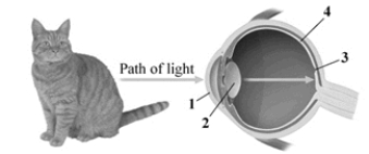 This image depicts a cross section of the human eye. Which answer choice correctly labels the structures in the drawing?   A)  1, retina; 2, lens; 3, cornea, 4, fovea B)  1, cornea; 2, lens; 3, fovea; 4, retina C)  1, lens; 2, cornea; 3, retina; 4, fovea D)  1, fovea; 2, lens; 3, cornea; 4, optic chiasm