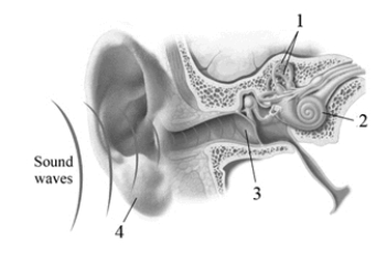 This image depicts the path that sound waves take through the human ear. Which answer choice correctly labels the structures in the drawing?   A)  1, cochlea; 2, semicircular canals; 3, pinna; 4, oval window B)  1, eardrum; 2, pinna; 3, eardrum; 4, basilar membrane C)  1, cochlea; 2, semicircular canals; 3, basilar membrane; 4, eardrum D)  1, semicircular canals; 2, cochlea; 3, eardrum; 4, pinna