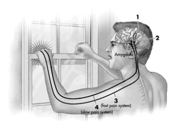 The diagram depicts key elements involved in processing pain. Which answer choice correctly labels the numbers in the drawing?   A)  1, somatosensory cortex; 2, thalamus; 3, A-delta fibers (fast) ; 4, C fibers (slow)  B)  1, somatosensory cortex; 2, nociceptors; 3, C fibers (fast) ; 4, A-delta fibers (slow)  C)  1, substance P pathway; 2, thalamus; 3, bipolar fibers (fast) ; 4, C fibers (slow)  D)  1, nociceptors; 2, thalamus; 3, C fibers (fast) , 4, A-delta fibers (slow) 