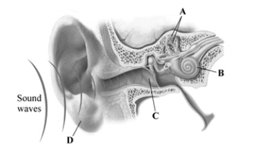 This image depicts some of the key structures of the ear. Which structure plays a key role in the vestibular sense?   A)  semicircular canals B)  cochlea C)  eardrum D)  pinna