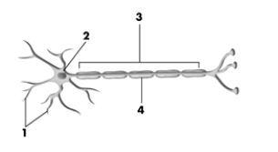 This drawing shows the typical structures found on a neuron. Of the choices below, which correctly labels the structures in the drawing?   A)  1 = dendrites, 2 = cell body, 3 = axon, 4 = myelin sheath B)  1 = axon terminals, 2 = dendrite, 3 = vesicles, 4 = synapse C)  1 = synaptic spines, 2 = glial cell, 3 = ion channels, 4 = node of Ranvier D)  1 = synaptic vesicles, 2 = ion channel, 3 = pons, 4 = axon