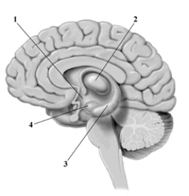 This cross-sectional drawing of the human brain depicts four structures that are key components of the limbic system. Of the choices provided, which correctly labels the structures in the drawing?   A)  1 = hypothalamus, 2 = thalamus, 3 = hippocampus, 4 = amygdala B)  1 = pituitary gland, 2 = corpus callosum, 3 = reticular formation, 4 = hypothalamus C)  1 = thalamus, 2 = hypothalamus, 3 = amygdala, 4 = hippocampus D)  1 = hypothalamus, 2 = association area, 3 = cerebellum, 4 = hippocampus