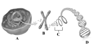 This drawing depicts some of the key structures involved in the biological basis of heredity. After studying the image, identify the letter that labels deoxyribonucleic acid (DNA) .   A) A B) B C) C D) D