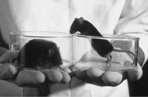 Because of a genetic mutation, both of these mice lack the ability to manufacture a hormone that is normally produced by their body fat. The mouse on the right has been given supplemental injections of the hormone. What is that hormone?   A) insulin B) ghrelin C) leptin D) neuropeptide Y