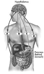 The image depicts the interaction of some of the key hormones and neurotransmitters that regulate hunger, including where they are manufactured in the body, and whether they increase(+)  or decrease (-)  hunger. Which letter indicates the neurotransmitter neuropeptide Y?   A) A B) B C) C D) D