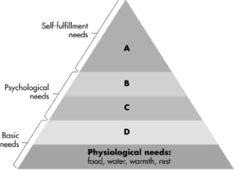 The triangle depicts Maslow's famous hierarchy of needs.Identify the letter that corresponds to self-actualization in Maslow's motivational hierarchy.   A) A B) B C) C D) D