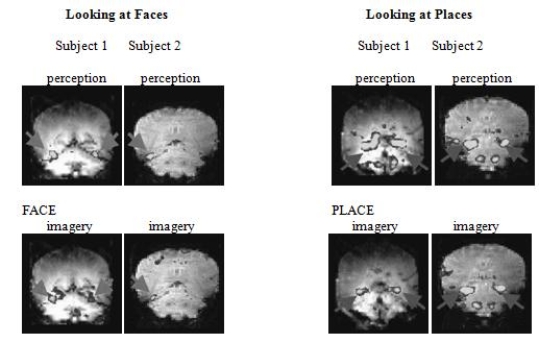 Shown here are the fMRIs of the brain activity in two participants whilethey looked at photographs of familiar faces and places (top row-perception)  or imagined the same pictures (bottom row-imagery) .According to the Focus on Neuroscience box,  Seeing Faces and Places inthe Mind's Eye,  what do these fMRIs demonstrate?   A) The fusiform facial area is activated when either looking at familiar faces or imagining them, and the parahippocampal place area is activated when either looking at familiar places or imagining them. B) Totally different brain areas are active when participants look at objects (familiar faces or places)  compared to when they imagine the same objects. C) There is virtually no brain activity in the fusiform facial area or the parahippocampal place area when participants are looking at familiar faces or places (perception)  but very high levels when the participants are imagining familiar faces or places (imagery) . D) There is a very high level of brain activity in the fusiform facial area and the parahippocampal place area when participants are looking at familiar faces or places (perception)  but very low levels when the participants are imagining familiar faces or places (imagery) .