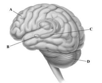   -The leader lines point to some of the key brain structures involved in memory. Identify the letter that corresponds to the brain structure that was surgically removed in H.M.'s brain.  A) prefrontal cortex B) amygdala C) hippocampus D) cerebellum