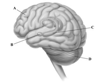   -The leader lines point to some of the key brain structures involved in memory. Identify the letter that corresponds to the brain area involved in motor skill memories and simple classically conditioned reflexes, such as the eye-blink reflex.  A) prefrontal cortex B) amygdala C) hippocampus D) cerebellum