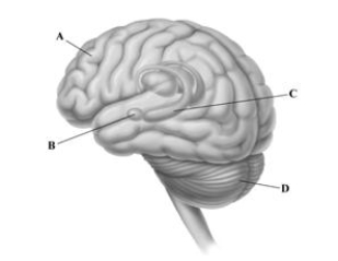   -The drawing depicts a left-side view of the brain. The leaderlines point to some of the key brain structures involved in memory. Identify the letter of the brain structure that isinvolved in encoding the emotional qualities of memories.  A) prefrontal cortex B) amygdala C) hippocampus D) cerebellum
