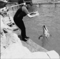 The photo shows a dolphin trainer making a specific hand gesture and a distinct sound to which the dolphin will respondby performing a somersault in the air. In operant conditioning terms, the hand gesture and sound are:   A) primary reinforcers. B) negative reinforcers. C) unconditioned stimuli. D) discriminative stimuli.