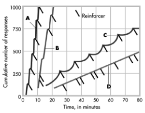   -The different schedules of reinforcement produce different patterns of responding. In the graph shown, which pattern represents the highest rate of responding?  A) A B) B C) C D) D