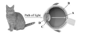 This image depicts a cross section of the human eye. Which structure contains the highest concentration of cones?   A) fovea B) retina C) lens D) cornea