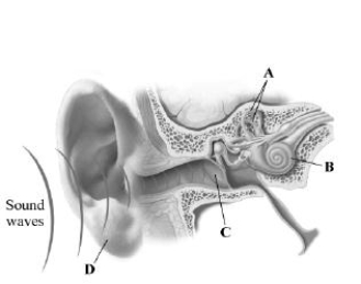 This image depicts the path that sound waves take through the human ear. Which letter indicates the structure that contains the hair cells?   A) semicircular canals B) cochlea C) eardrum D) pinna