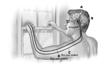 The diagram depicts key elements of the pain system. In which structure are A-delta fibers found?   A) somatosensory cortex B) thalamus C) delta fibers (fast)  D) C fibers (slow) 