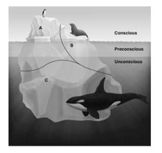 The drawing depicts Sigmund Freud's famous iceberg analogy for the structure of personality. Which letter labels the personality structure that doesn't develop until about age 5 or6, and represents a person's conscience?   A) A B) B C) C D) The personality structure representing conscience is not depicted.