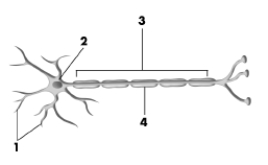 This drawing shows the typical structures found on a neuron.Pick the alternative that correctly labels the structures in the drawing.   A) 1 = dendrites, 2 = cell body, 3 = axon, 4 = myelin sheath B) 1 = axon terminals, 2 = dendrite, 3 = vesicles, 4 = synapse C) 1 = synaptic spines, 2 = glial cell, 3 = ion channels, 4 = node of Ranvier D) 1 = synaptic vesicles, 2 = ion channel, 3 = pons, 4 = axon
