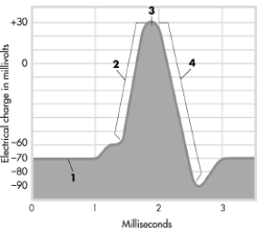 The graph shows the changing electrical charge of a neuron when it activates. Pick the alternative that correctly labels thedifferent phases depicted in the graph.   A) 1 = action potential, 2 = stimulus threshold, 3 = refractory period, 4 = resting potential B) 1 = ions cross membrane, 2 = action potential, 3 = stimulus C) thre 1 = dsholdep, 4 = dolarizatepionolariz, 2 = acationtion p Incootrrecential, 3 = stimt ulus threshold, 4 = repolarization D) 1 = resting potential, 2 = ions cross membrane, 3 = action potential, 4 = refractory period