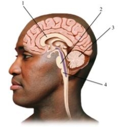 This cross section of the human brain depicts several key structures. Pick the alternative that correctly labels the structures in the drawing.   A) 1 = hypothalamus, 2 = nucleus, 3 = axon, 4 = myelin sheath B) 1 = corpus callosum, 2 = pons, 3 = cerebellum, 4 = medulla C) 1 = hippocampus, 2 = reticular formation, 3 = medulla, 4 = spinal cord D) 1 = thalamus, 2 = hypothalamus, 3 = pons, 4 = brain stem