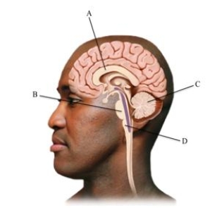 Which letter points to the brain structure that controls vital life functions, such as breathing, heartbeat, and digestion?   A) corpus callosum B) pons C) cerebellum D) medulla